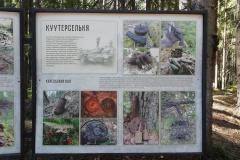 Куутерселькя реставрация битвы