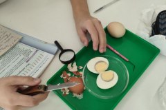 ЛР Строение яйца