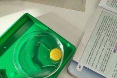 ЛР Строение яйца