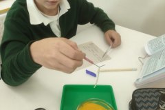 ЛР Строение яйца