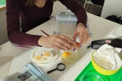 ЛР Строение яйца