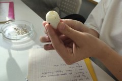 ЛР Строение яйца