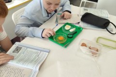 ЛР Строение яйца