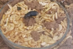 Музей почвоведения