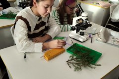 хвоя и пыльца